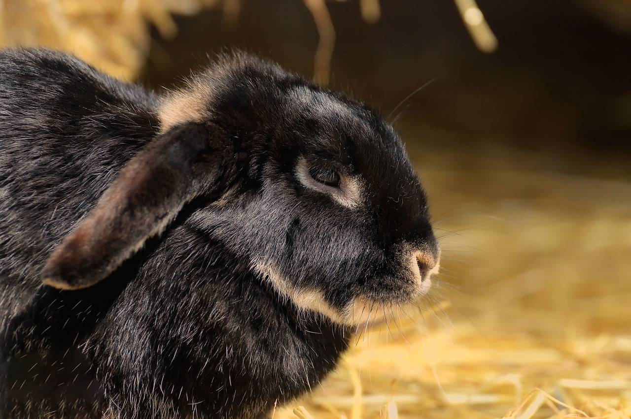 Groots onderzoek naar konijnen in Engeland
