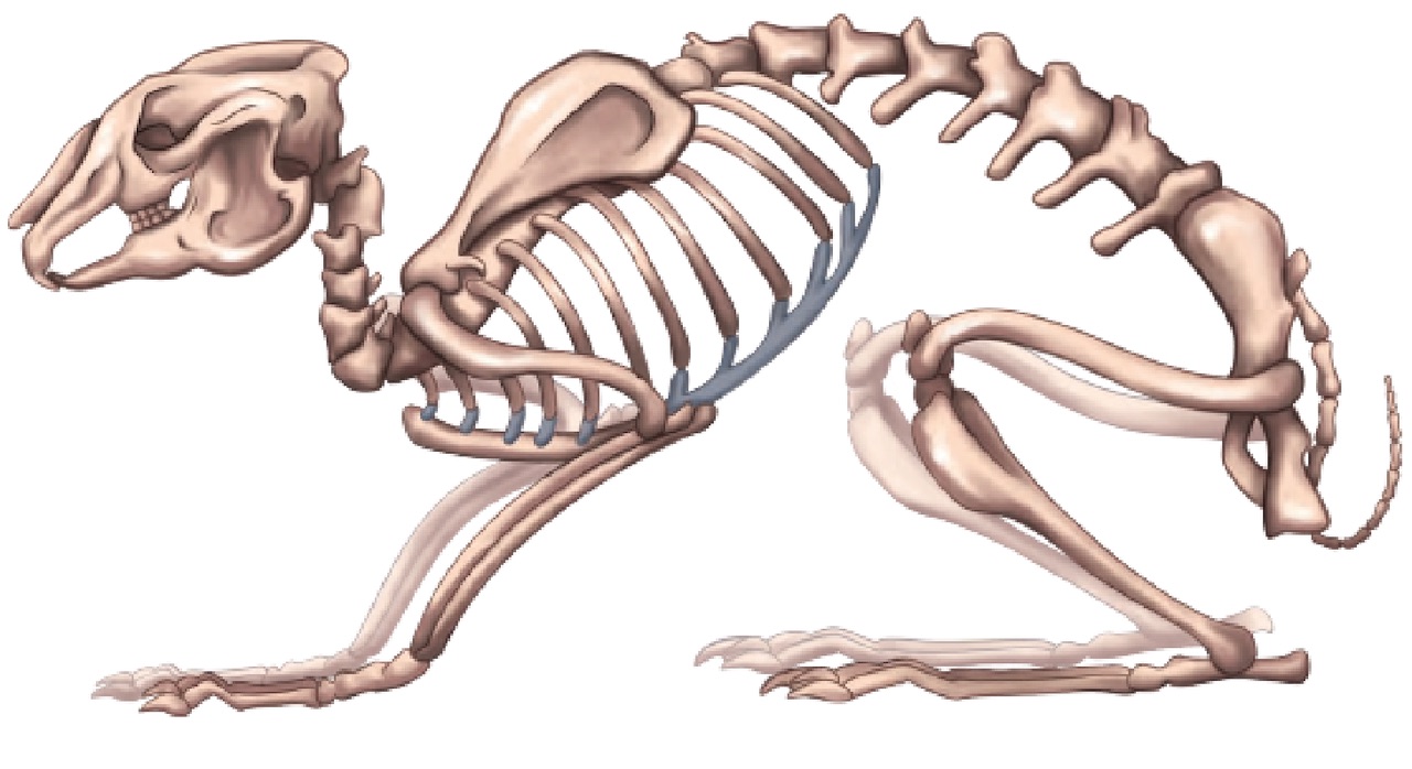 konijnerlei.nl Vlaamse reus Type en bouw