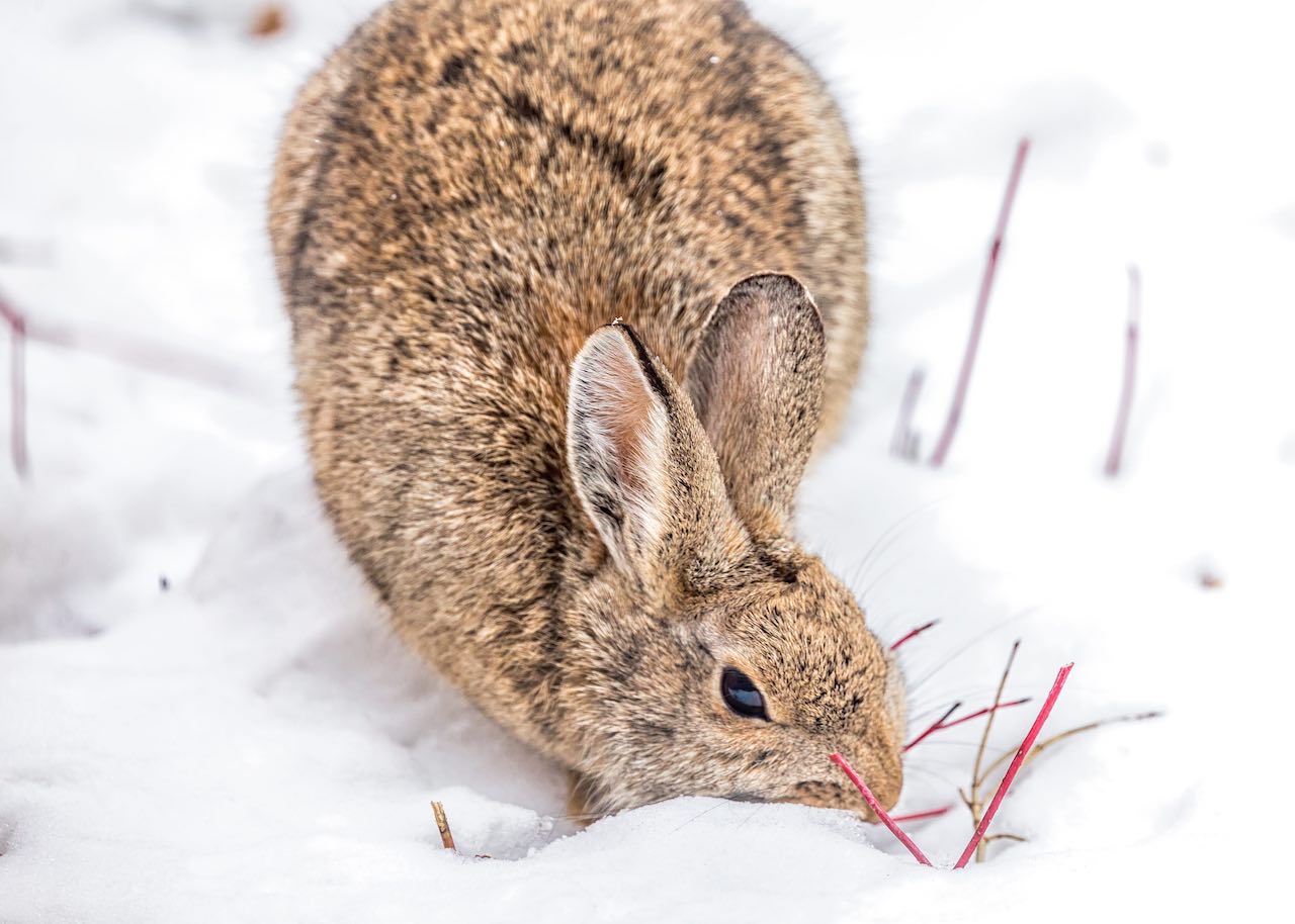 Detector Absoluut achtergrond konijnerlei.nl - Buitenkonijnen in de winter